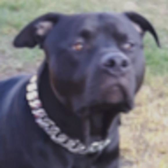 Meet your Posher, Holli - Picture 1 of 1